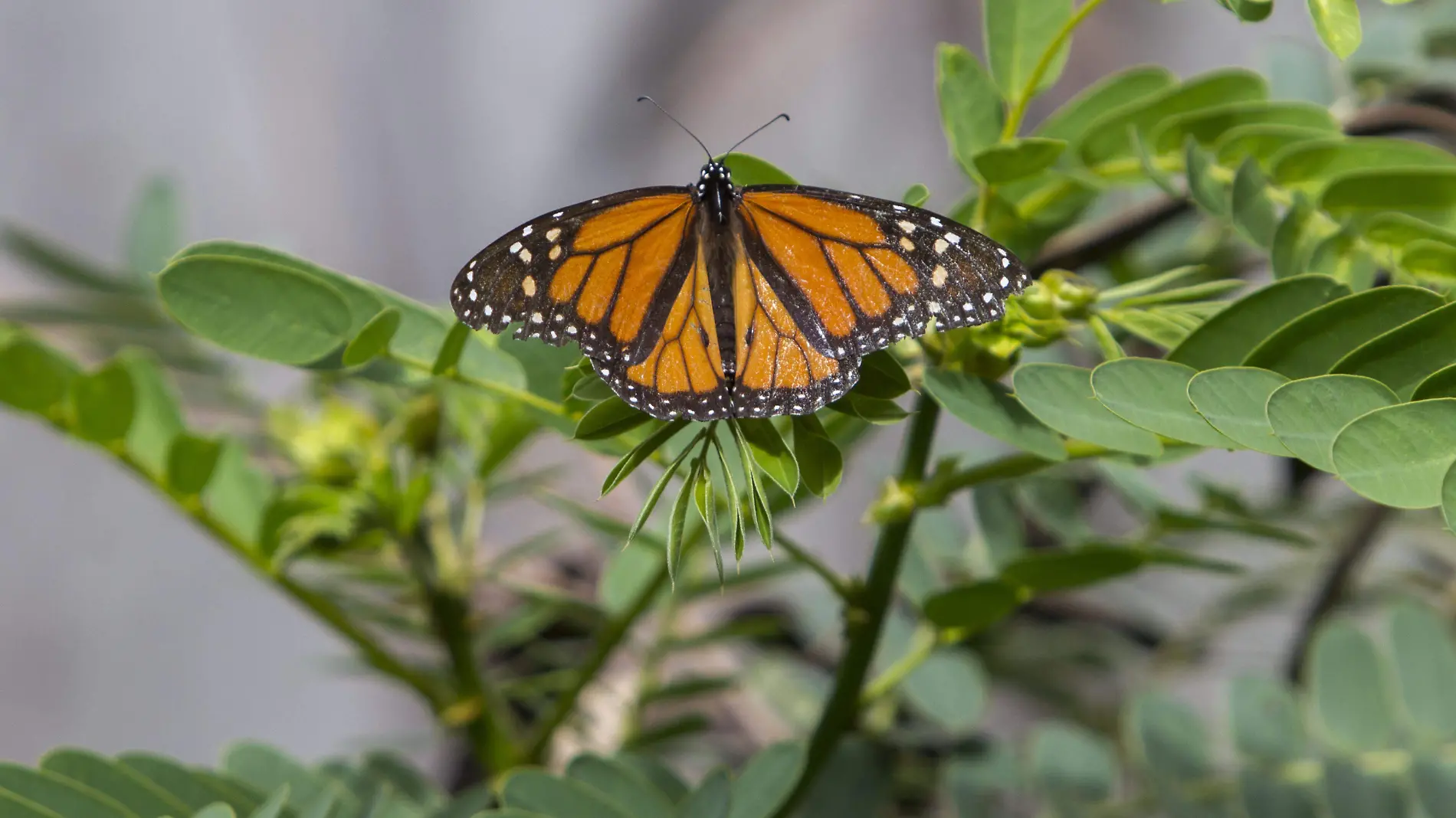 MARIPOSAS MONARCAS URBANAS_AJO (2)